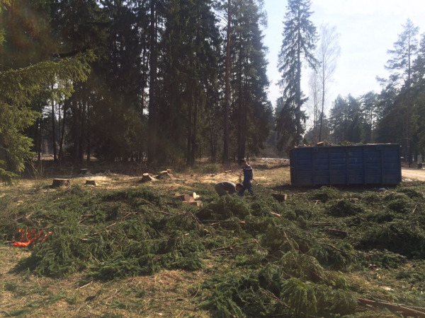 Кронирова ние деревьев