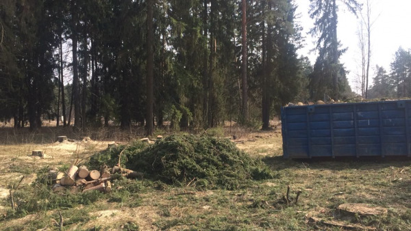 Услуги удаления сухих веток