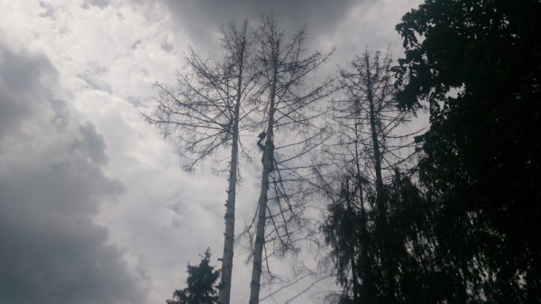 Услуга обрезки деревьев